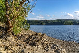 Lake Rursee, reservoir in the Eifel National Park, north-east bank near Heimbach, near the Rur dam