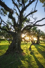 Centuries-old til trees in fantastic magical idyllic Fanal Laurisilva forest on sunset. Madeira