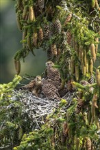 Common kestrel (Falco tinnunculus), female adult bird feeding young birds not yet ready to fly in