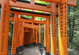 Torii path, Fushimi Inari-Taisha shrine, Kyoto, Japan, Asia