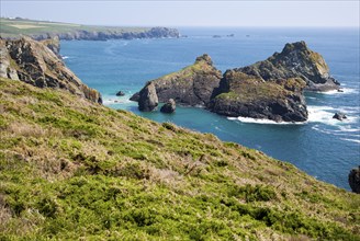 Coastal scenery, near Kynance Cove, Lizard peninsula, Cornwall, England, UK, Gull Rock and The