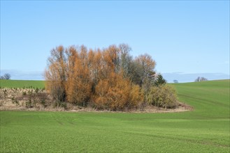 Grove of unpruned willows in green agricultural landscape. The trees change color as the sap rises