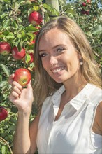 Young attractive blonde smiling woman picking apple in Scania fruit district, Kivik, Österlen,