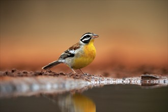 Golden-breasted Bunting (Emberiza flaviventris), adult, at the water's edge, Kruger National Park,