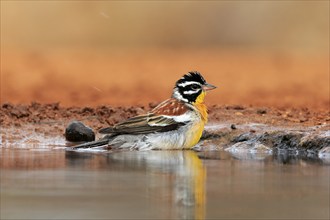 Golden-breasted Bunting (Emberiza flaviventris), adult, at the water, bathing, Kruger National