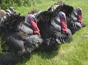 Black Spanish or the Norfolk Black turkey breed outside on grass lawn