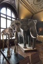 African elephant (Loxodonta africana) and skeleton, Narurhistorisches Museum, opened 1889, Vienna,