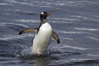 Gentoo penguin (Pygoscelis papua), on Sounders Island, Falkland Islands, Antarctica, walks out of