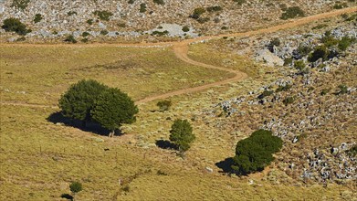 A dirt track winds through a barren area with few trees and mountains in the background, Lefka Ori,