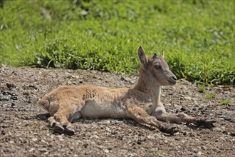 Ibex (Capra ibex), fawn, captive