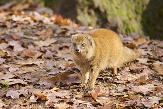 Ethiopian dwarf mongoose (Helogale hirtula) standing on the ground, Bavaria, Germany, Europe