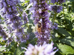 Flower impression, honey bee (Apis), sitting on anise hyssop (Agastache foeniculum)