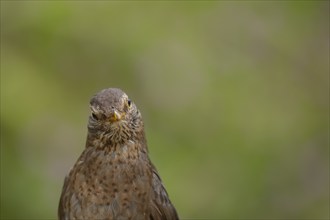 Eurasian blackbird (Turdus merula) adult female bird head portrait, Suffolk, England, United