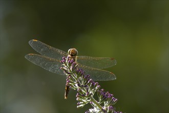 Common darter dragonfly (Sympetrum striolatum) adult insect resting on purple Buddleja flowers in a