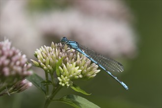 Common blue damselfly (Enallagma cyathigerum) adult insect resting on Hemp-agrimony flowers in a