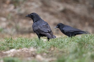 Common ravens (Corvus corax) standing on the ground, Germany, Europe