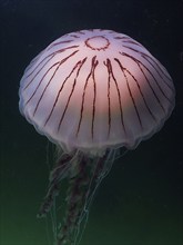 Compass Jellyfish (Chrysaora hysoscella), Rinvyle Dive Site, Co. Galway, Irish Sea, North Atlantic,