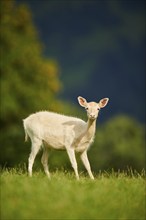 European fallow deer (Dama dama) doe walking on a meadow, Kitzbühel, Wildpark Aurach, Austria,