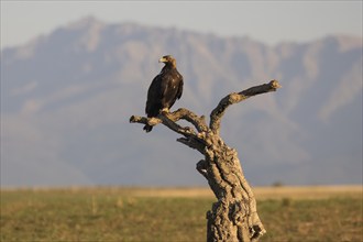 Iberian Eagle, Spanish Imperial Eagle (Aquila adalberti), Extremadura, Castilla La Mancha, Spain,