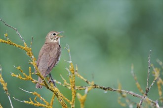 Song thrush (Turdus philomelos), Lower Saxony, Germany, Europe