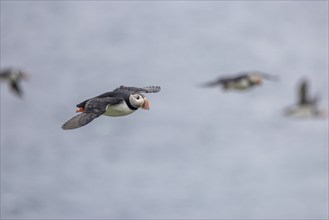 Puffin (Fratercula arctica), in flight, Grimsey Island, Iceland, Europe