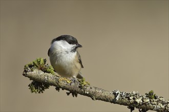 Willow Tit (Parus montanus) sitting on a branch covered with moss, Wilnsdorf, North