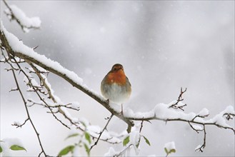 European robin (Erithacus rubecula) sitting on a snow-covered branch, winter, Saxony, Germany,