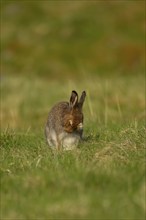 Mountain hare (Lepus timidus) adult animal washing its face on grassland, Scotland, United Kingdom,