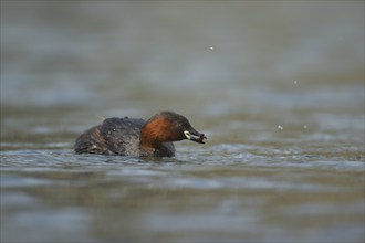 Little grebe (Tachybaptus ruficollis) adult bird feeding on a lake, Derbyshire, England, United