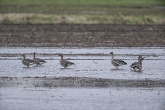 Bean Geese (Anser fabalis), Emsland, Lower Saxony, Germany, Europe