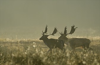 Fallow deer (Cervus dama), male, rut, Hesse, Germany, Europe