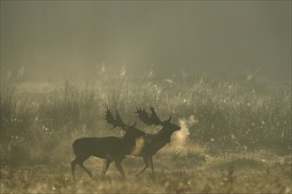 Fallow deer (Cervus dama), male, rut, Hesse, Germany, Europe