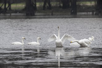 Tundra swans (Cygnus bewickii), fighting, Emsland, Lower Saxony, Germany, Europe