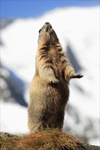 Alpine marmot (Marmota marmota), adult, calling, alarm call, Großglockner massif, Hohe Tauern