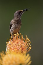 Cape Honeybird (Promerops cafer), adult, male, on flower, Protea, singing, Kirstenbosch Botanical