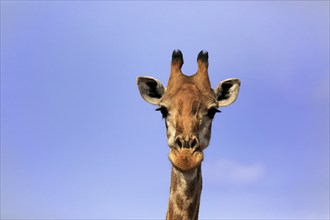 Southern giraffe (Giraffa camelopardalis giraffa), adult, portrait, Kruger National Park, Kruger