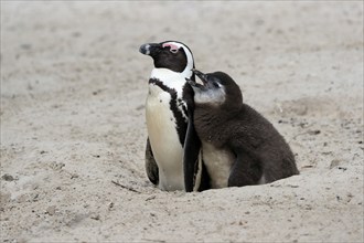 African penguin (Spheniscus demersus), adult with young, at the nest, begging for food, Boulders