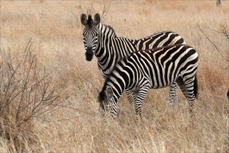 Burchell's zebra (Equus quagga burchelli), Burchell's zebra, adult, two animals, feeding, Kruger