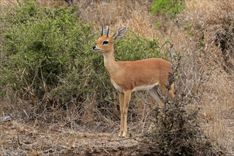 Steenbok (Raphicerus campestris), adult, male, foraging, vigilant, dwarf antelope, Kruger National