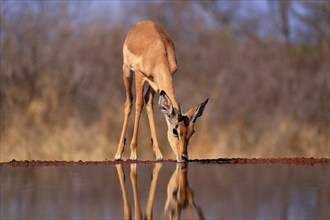 Black Heeler Antelope (Aepyceros melampus), young male, at the water, drinking, Kruger National