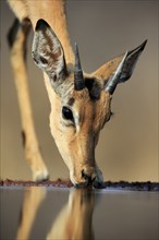 Black Heeler Antelope (Aepyceros melampus), young male, at the water, drinking, portrait, Kruger