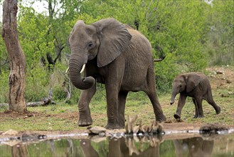 African elephant (Loxodonta africana), young animal, mother, adult, female, mother with young