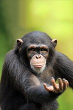 Chimpanzee (Pan troglodytes troglodytes), subadult, half-grown, begging, portrait