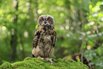 Eurasian Eagle-owl (Bubo bubo), juvenile, subadult, sitting on rocks, attentive, Eifel, Germany,