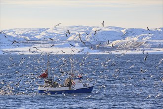 Fishing boat, fishing, fishing, seagulls, sea, wind, mountains, sunny, Varanger Peninsula, Norway,