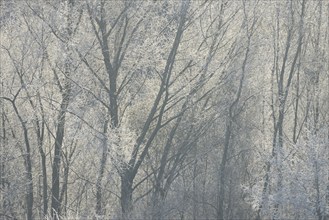 Winter landscape, trees covered with hoarfrost, backlit, North Rhine-Westphalia, Germany, Europe