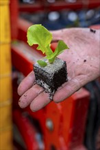 Lettuce plants, in press pots, they are planted in a field with a planting machine, agriculture,