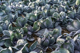 Red cabbage field, growing area in the south of Düsseldorf, Volmerswerth district, on the Rhine,