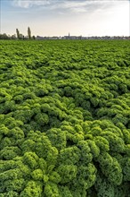 Kale field, growing area in the south of Düsseldorf, Volmerswerth district, on the Rhine, North