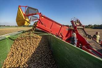 Potato harvesting, so-called split harvesting method, first the tubers are taken out of the ground